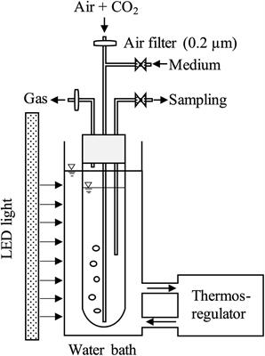 High Productivity of Eicosapentaenoic Acid and <mark class="highlighted">Fucoxanthin</mark> by a Marine Diatom Chaetoceros gracilis in a Semi-Continuous Culture